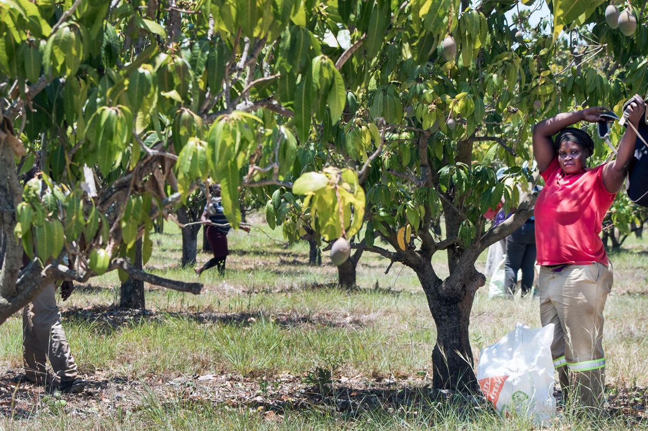 Swartes steel boer se oes sonder weerstand
