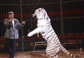 Tier byt skoonmaker in sy hok